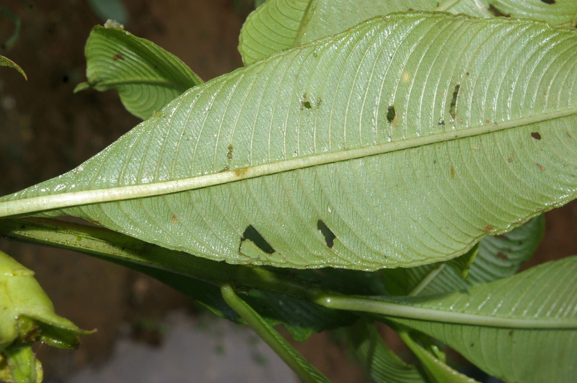 Ludwigia 11