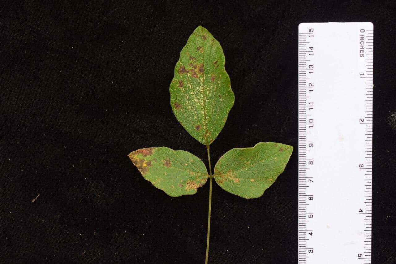Phyllodium 11