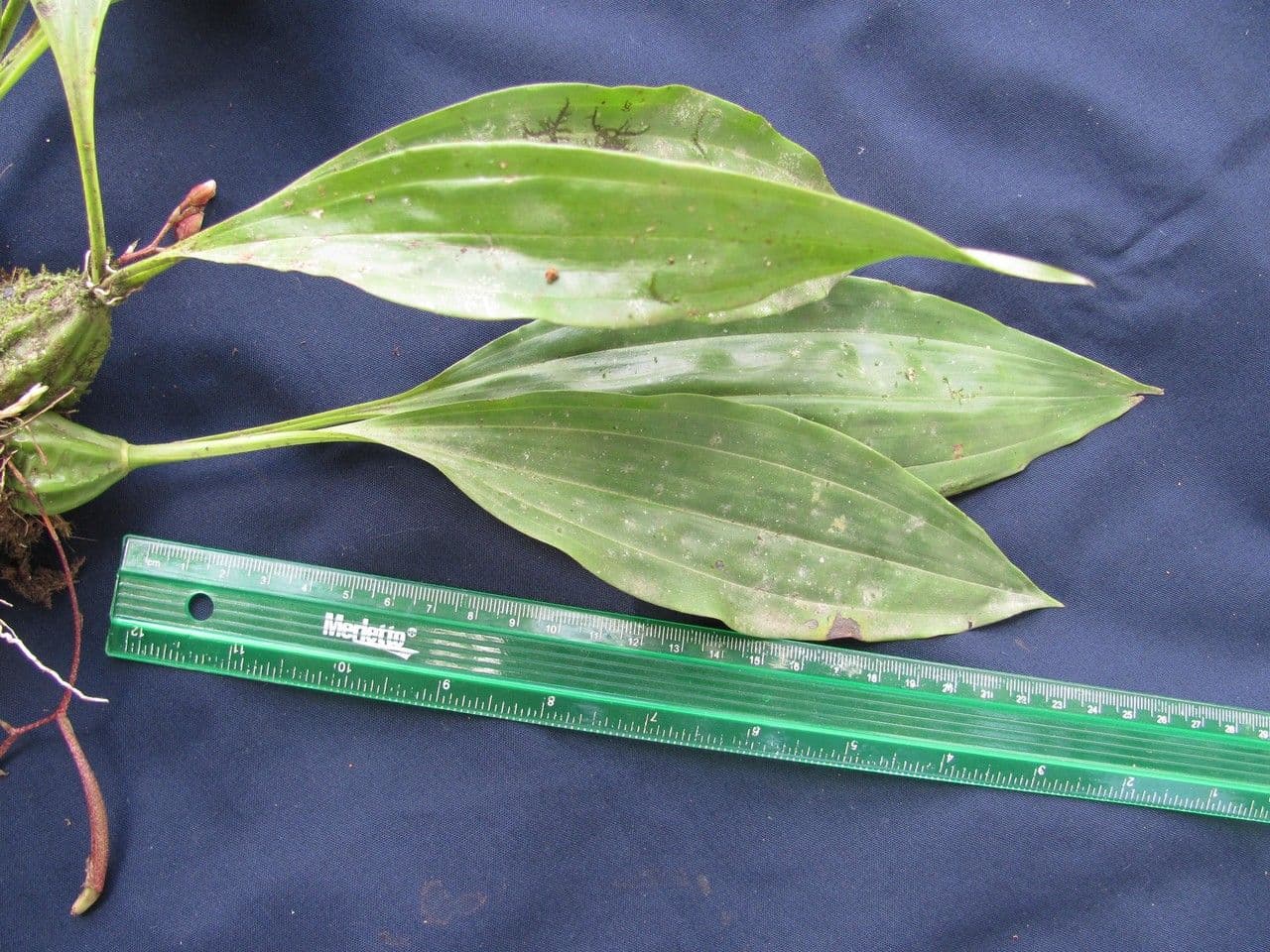 Gongora 8