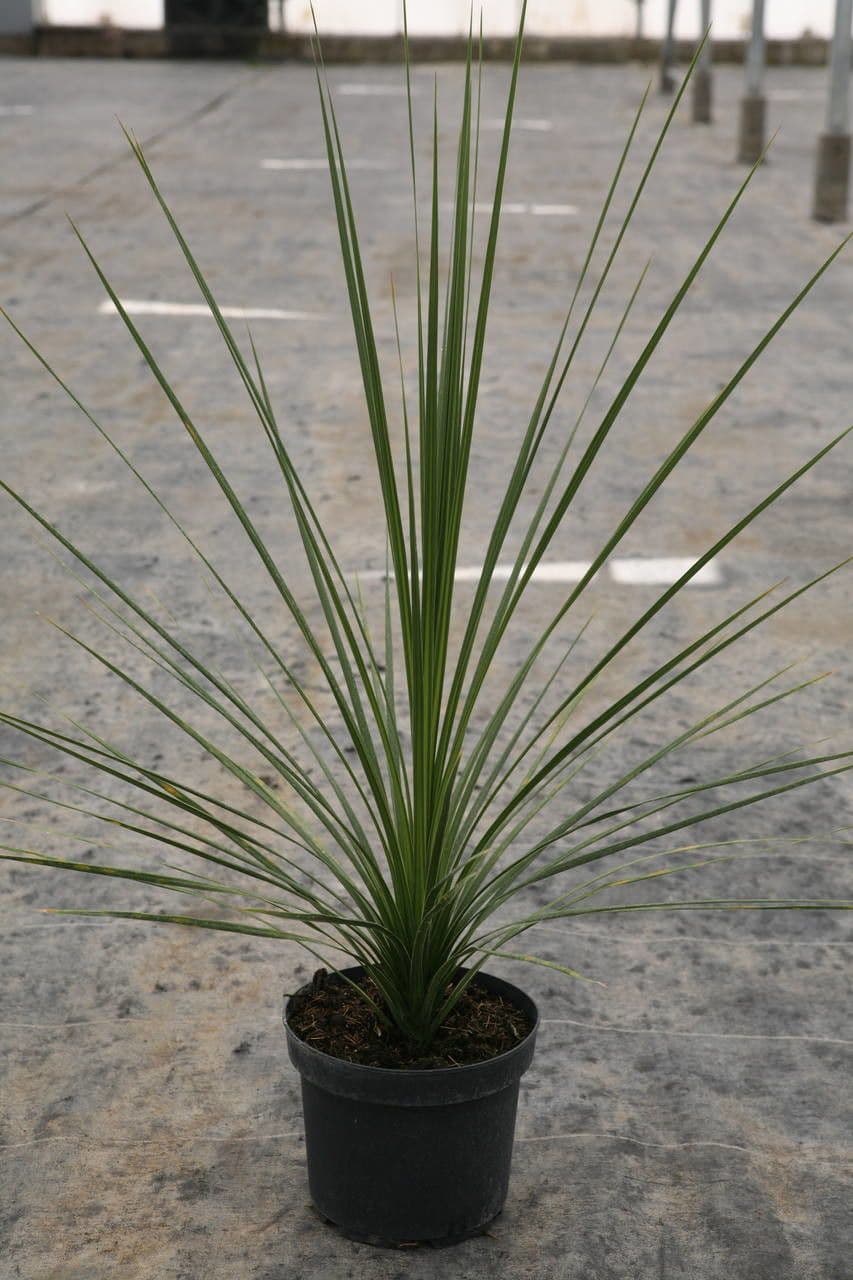 Cordyline 9