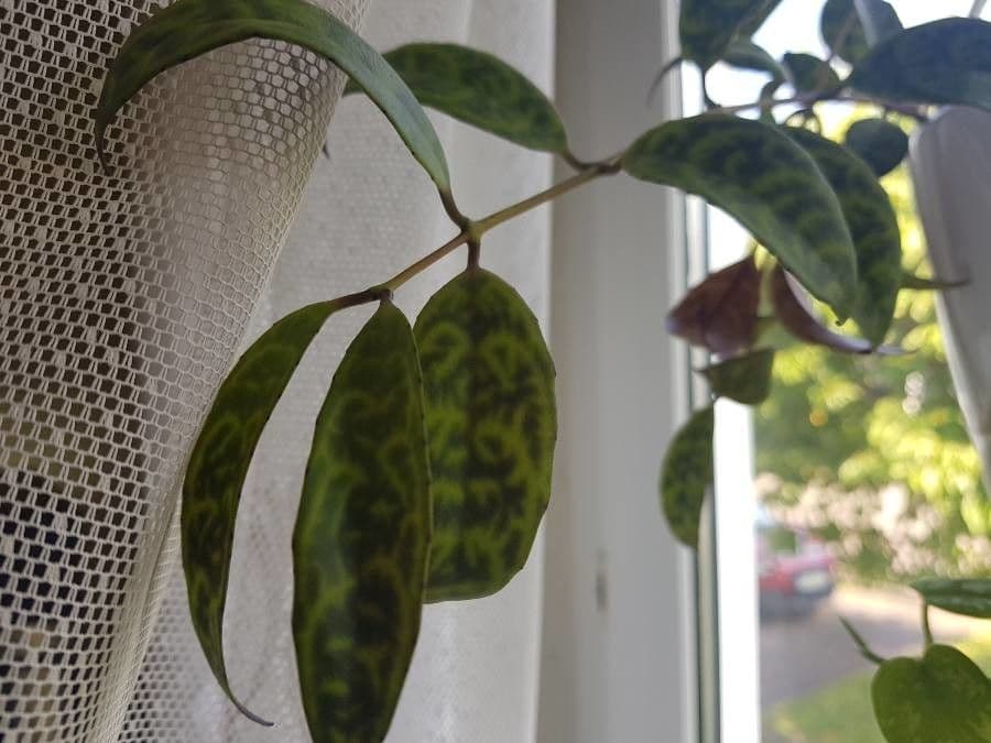 Aeschynanthus 5