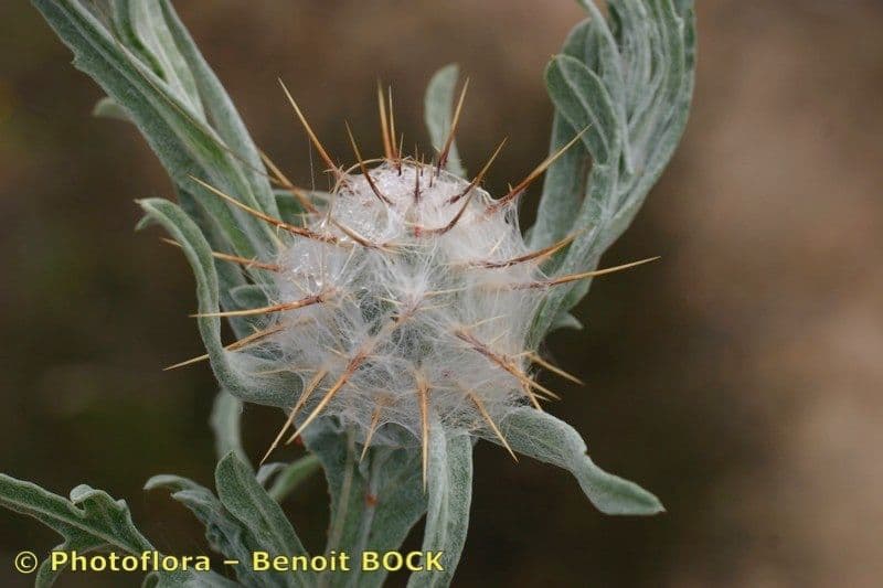 Zottiger Flockenblume 3