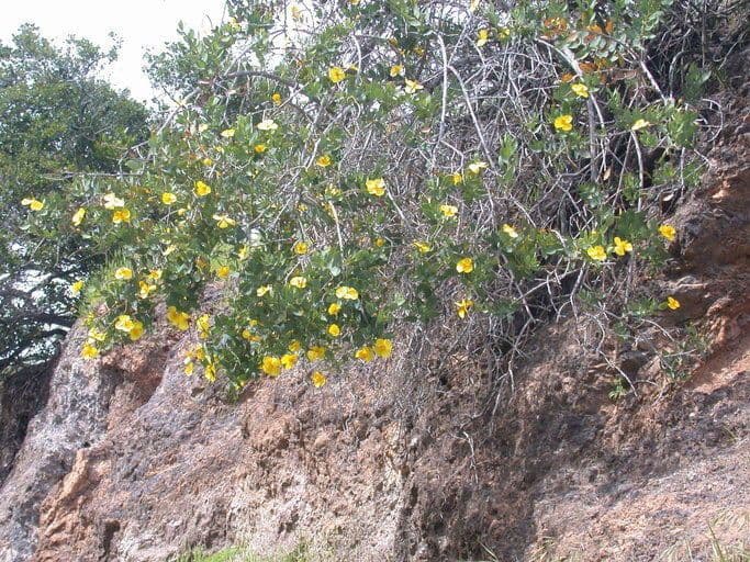 Dendromecon 10