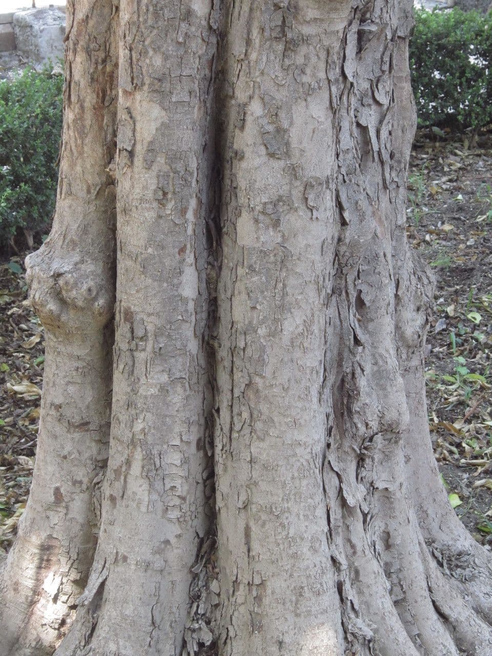 Harpullia pendula 16