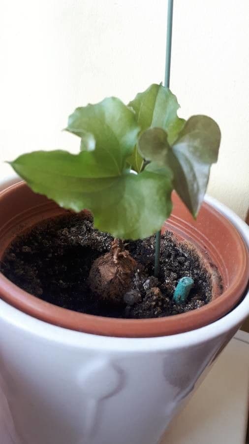 Dioscorea 6