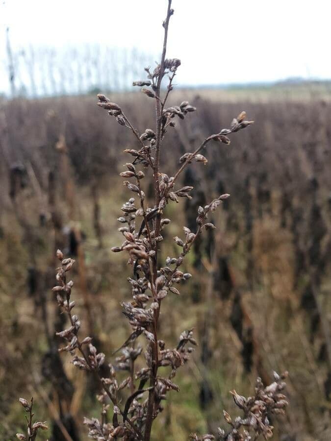 Field sagewort 4