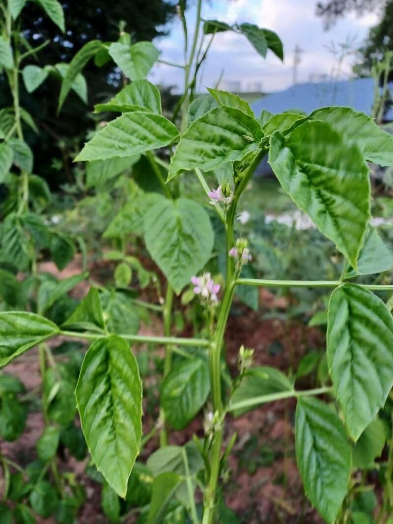 Guar 5