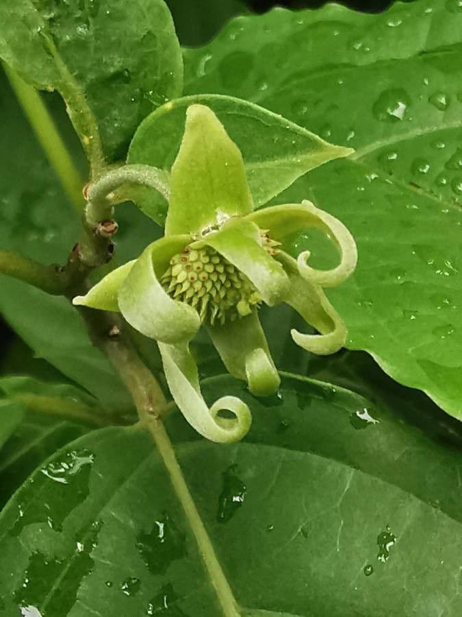 Ylang-ylang 4