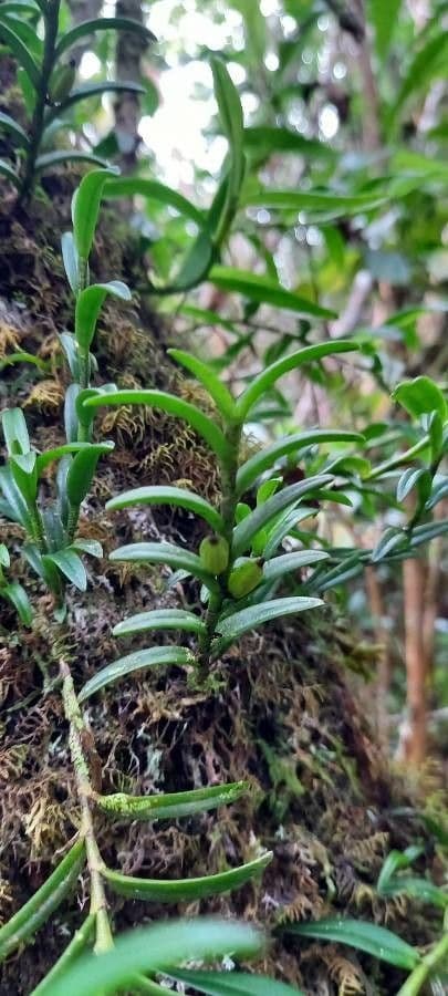 Angraecum 4