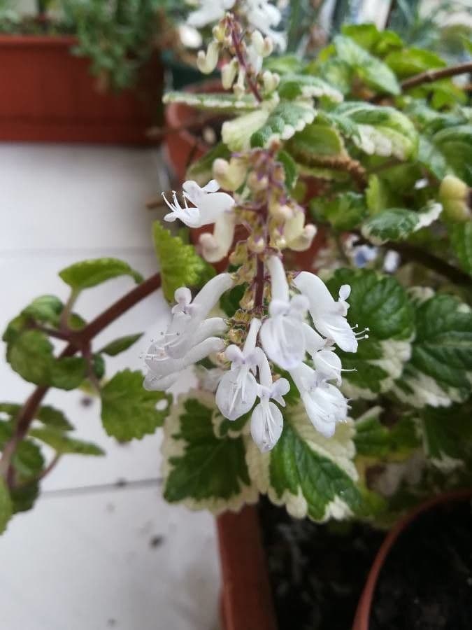 Plectranthus 2