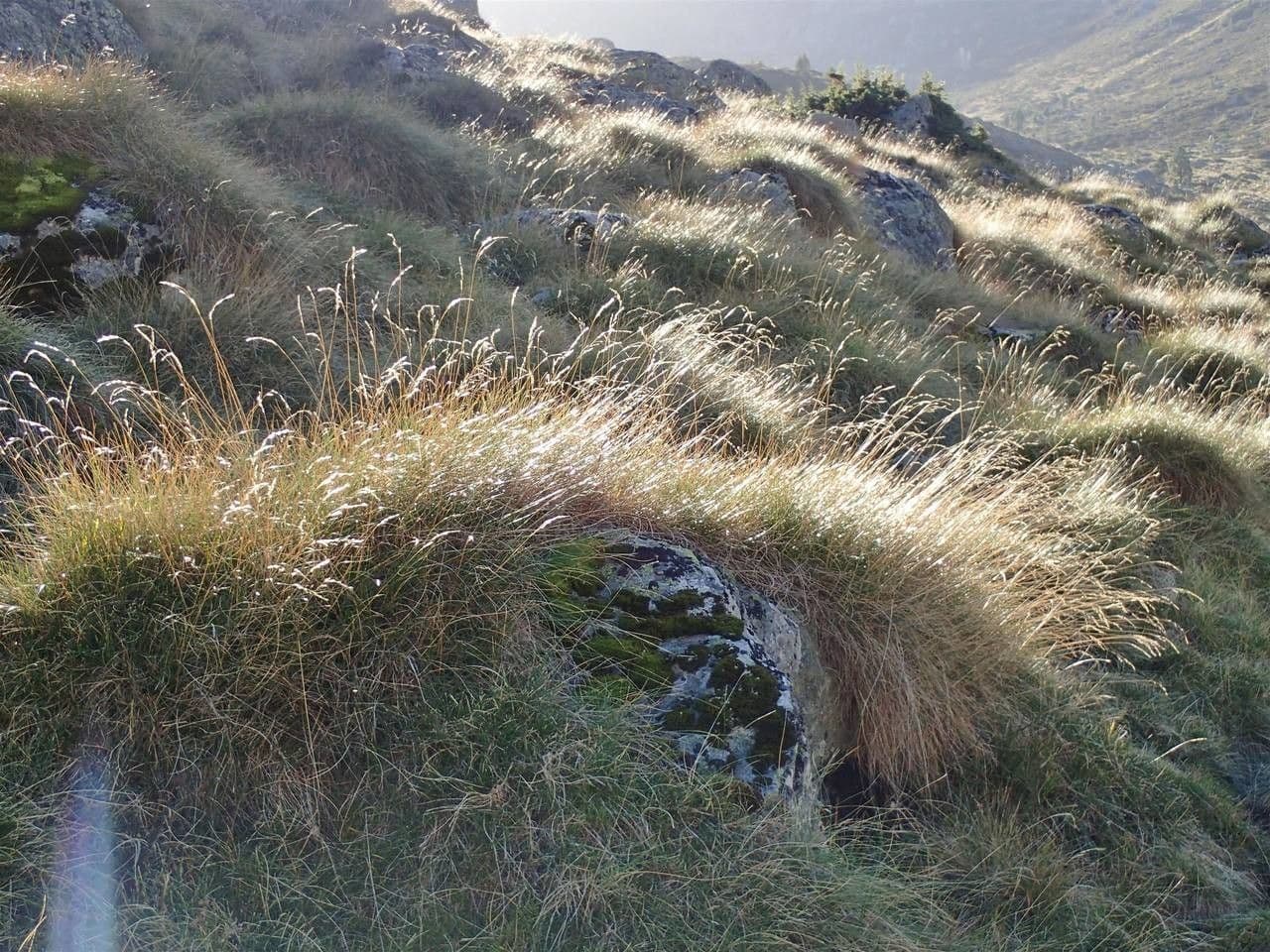 Pyrenäen-Schwingel 10