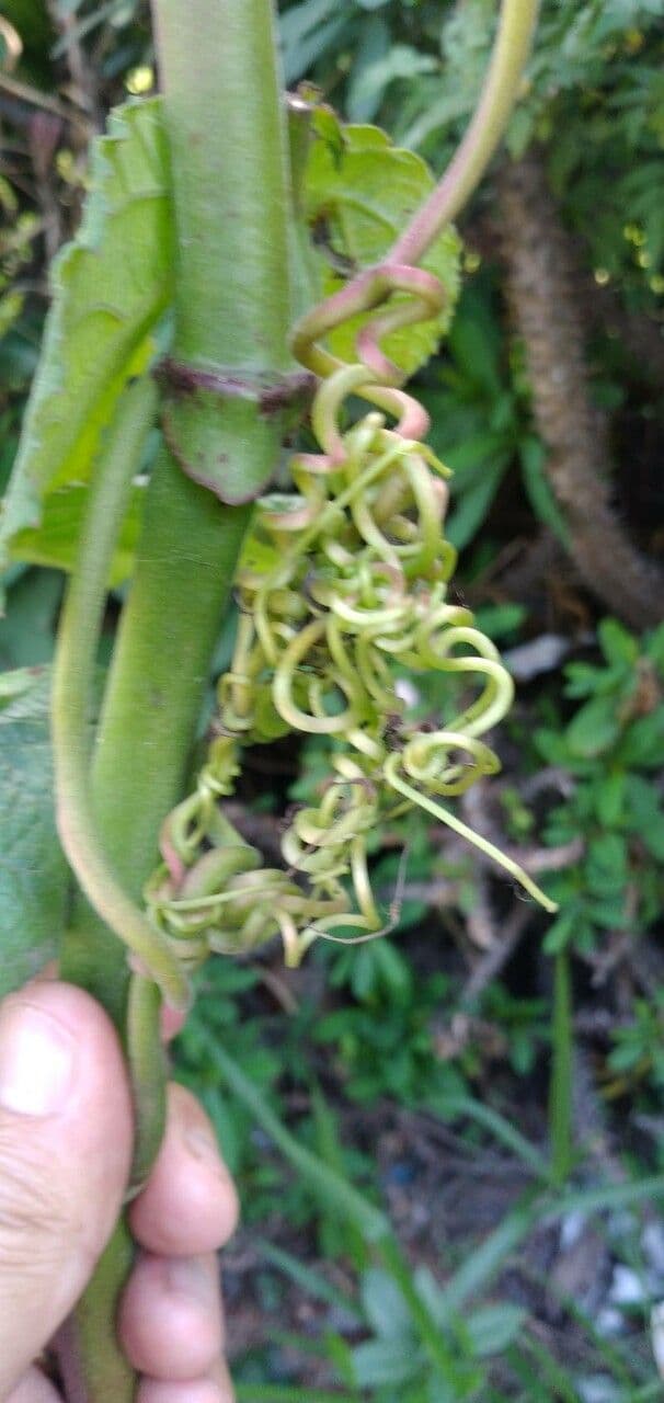 Cissus sulcicaulis 4