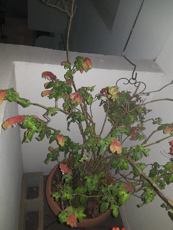 Pianta gamberetto 16