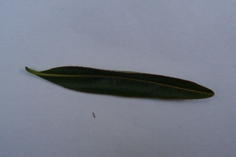 Stillingia 27