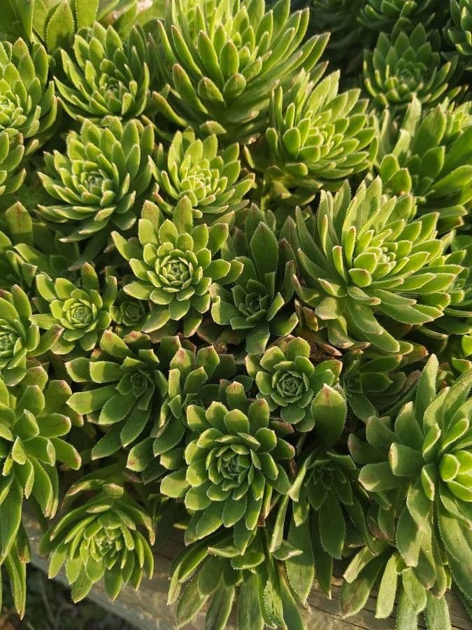 Draba dedeana 9