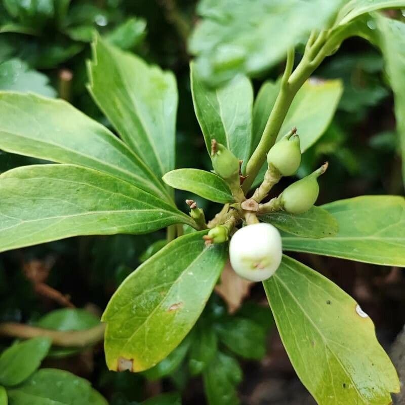Pachysandra terminale