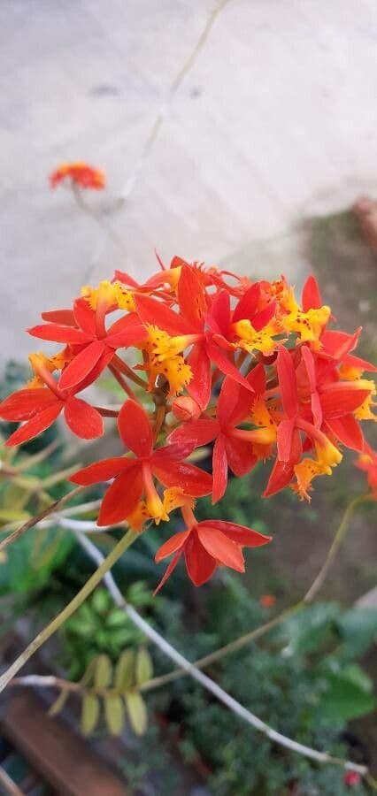 Epidendrum ibaguense 3