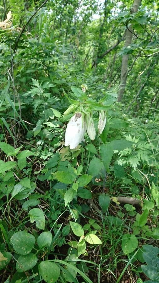 Campanula puntata