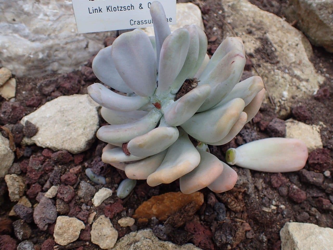 Pachyphytum 9