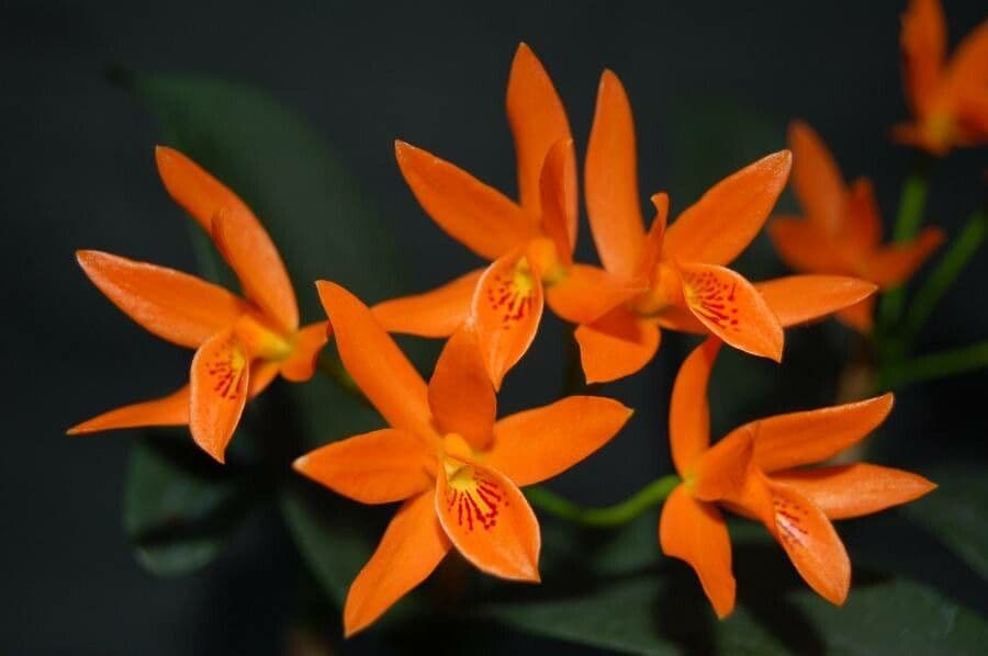 Orange Cattleya 2
