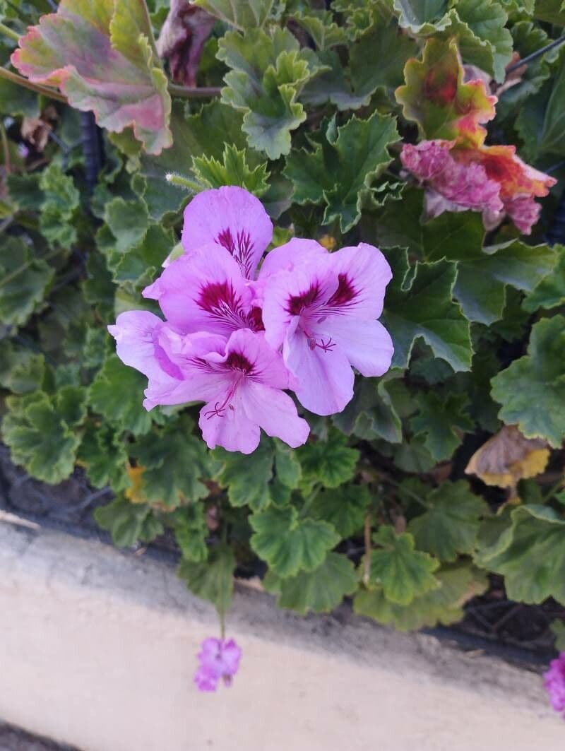 Pelargonio 5