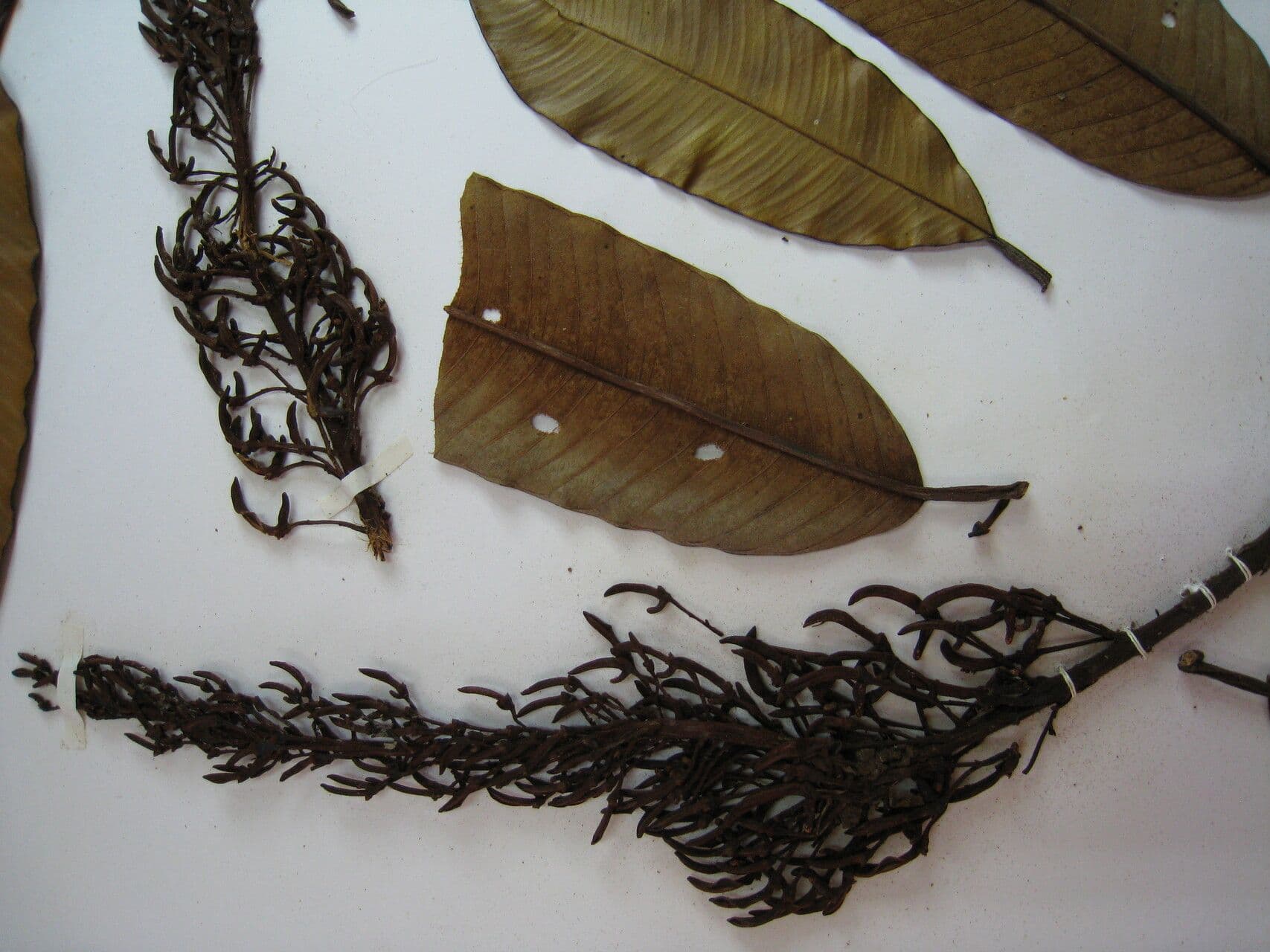 Vochysia 5