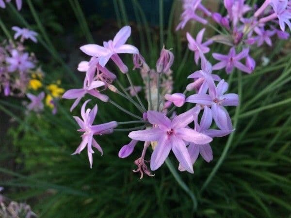 Tulbaghia 9