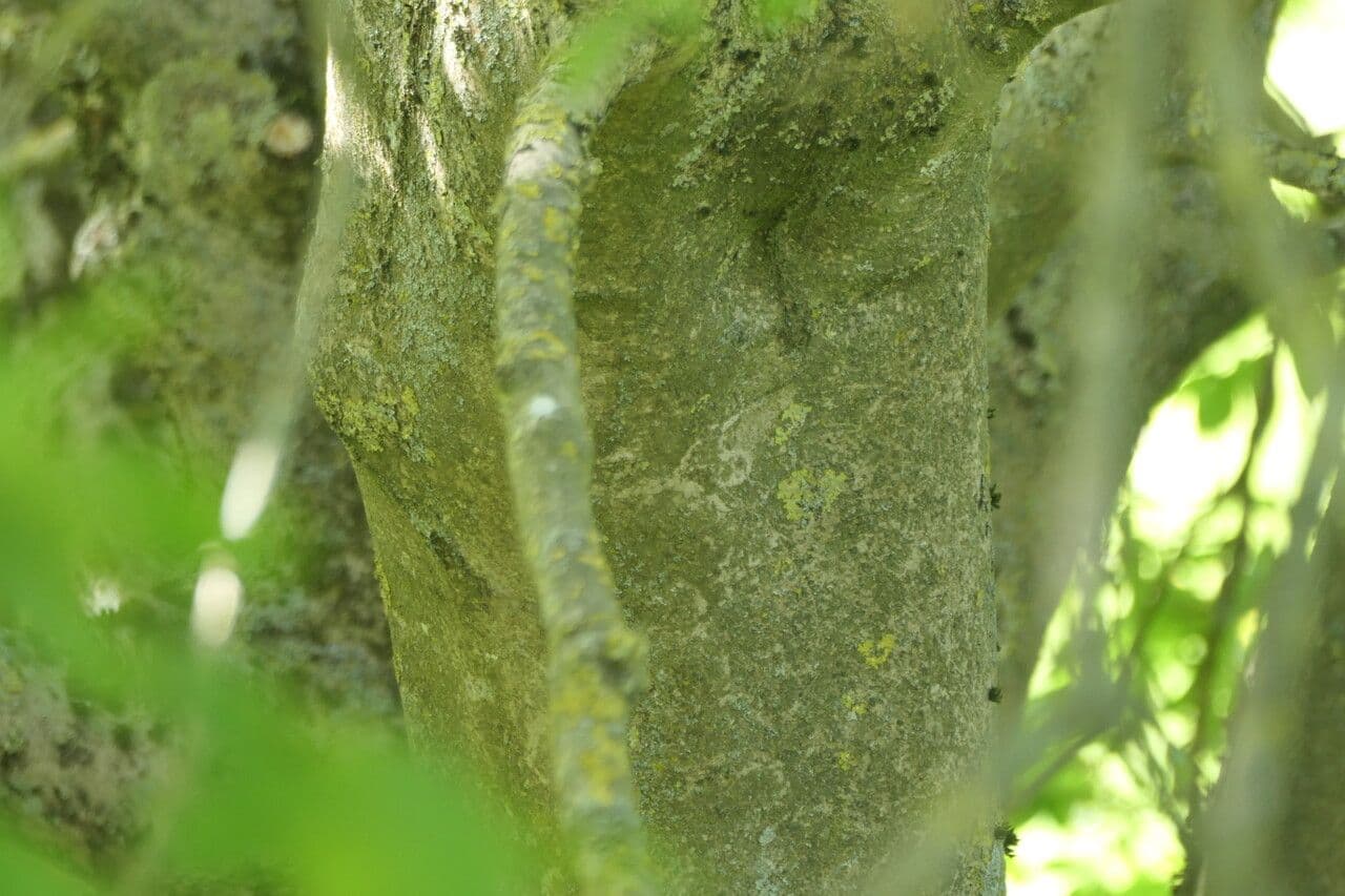 Esche 11