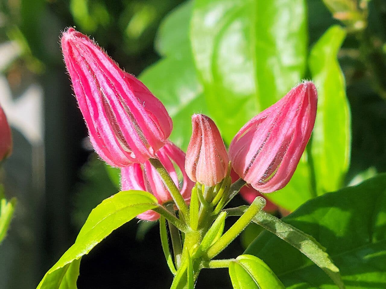 Pavonia 3