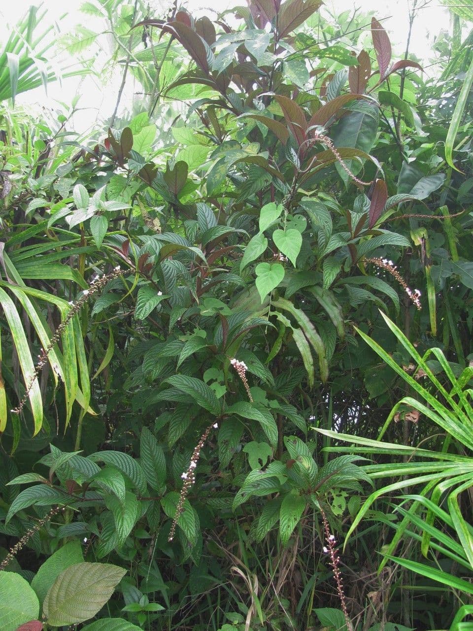Gonzalagunia 3