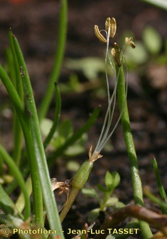 Littorella 5