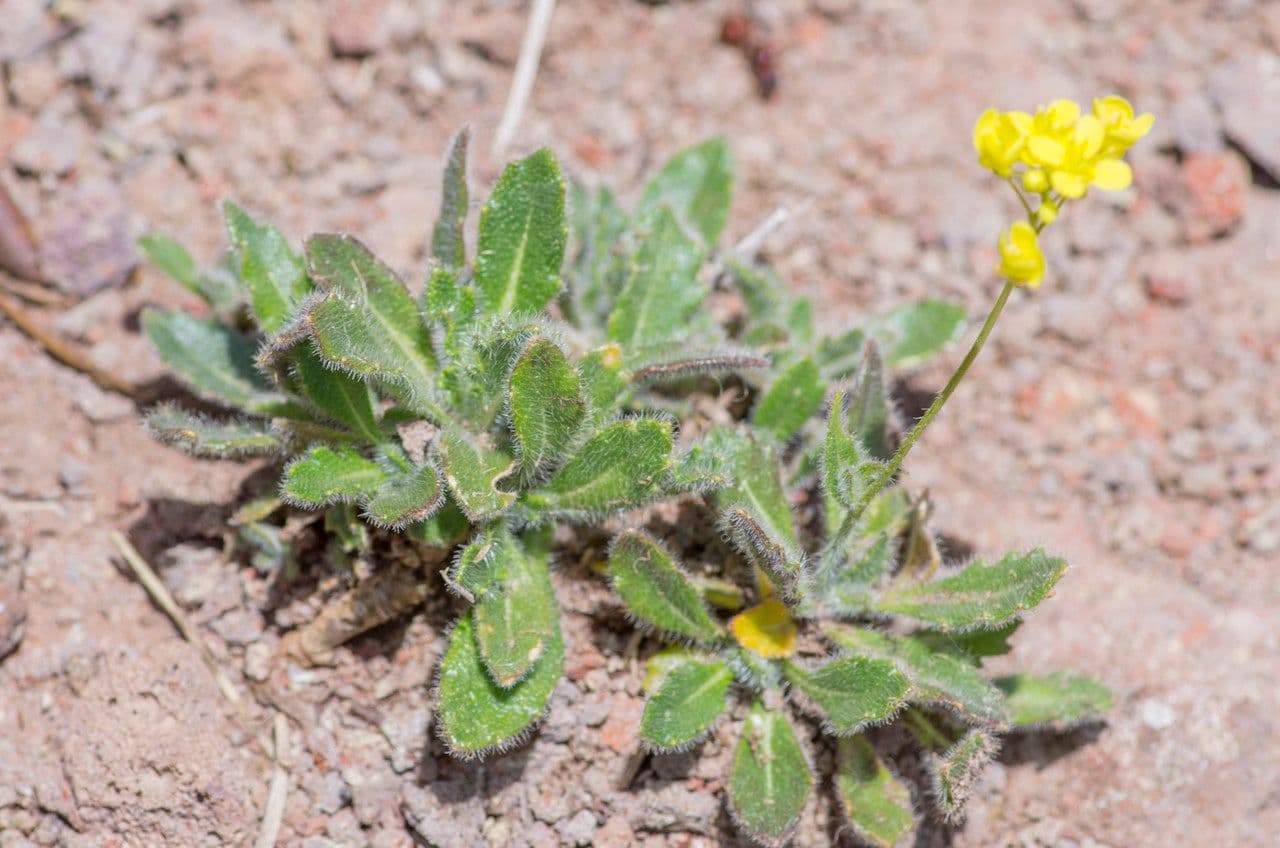 Biscutella arvernensis 11