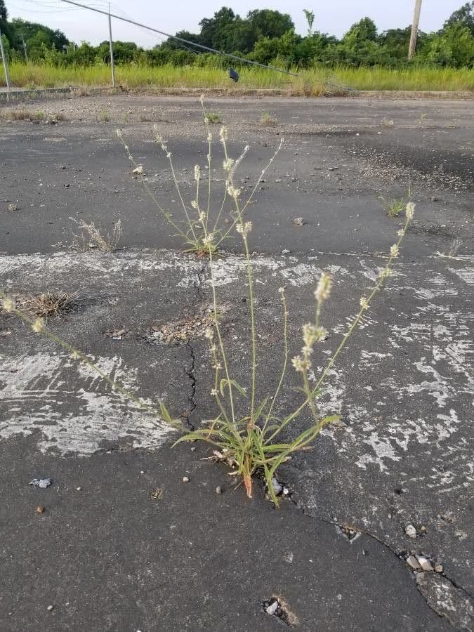Froelichia gracilis 16