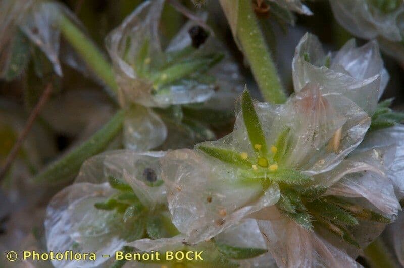 Paronychia capitata 2