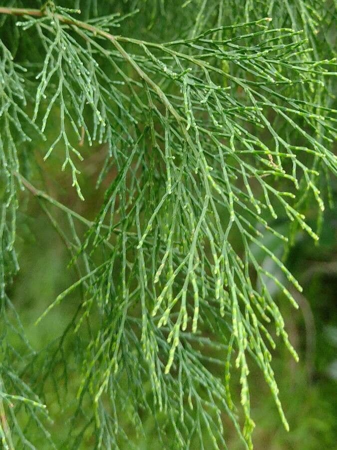 Callitris rhomboidea 10