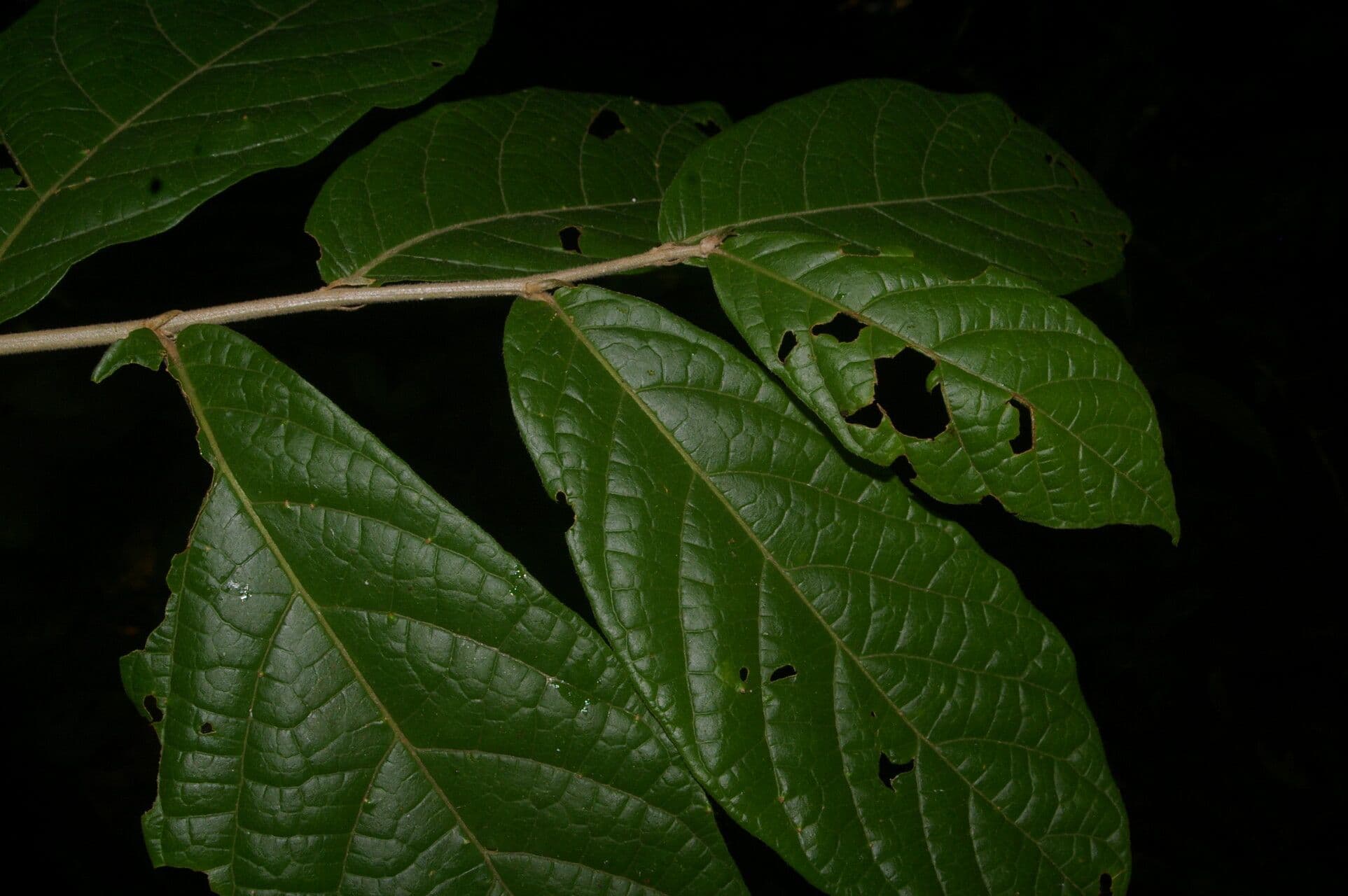 Dichapetalum donnell-smithii