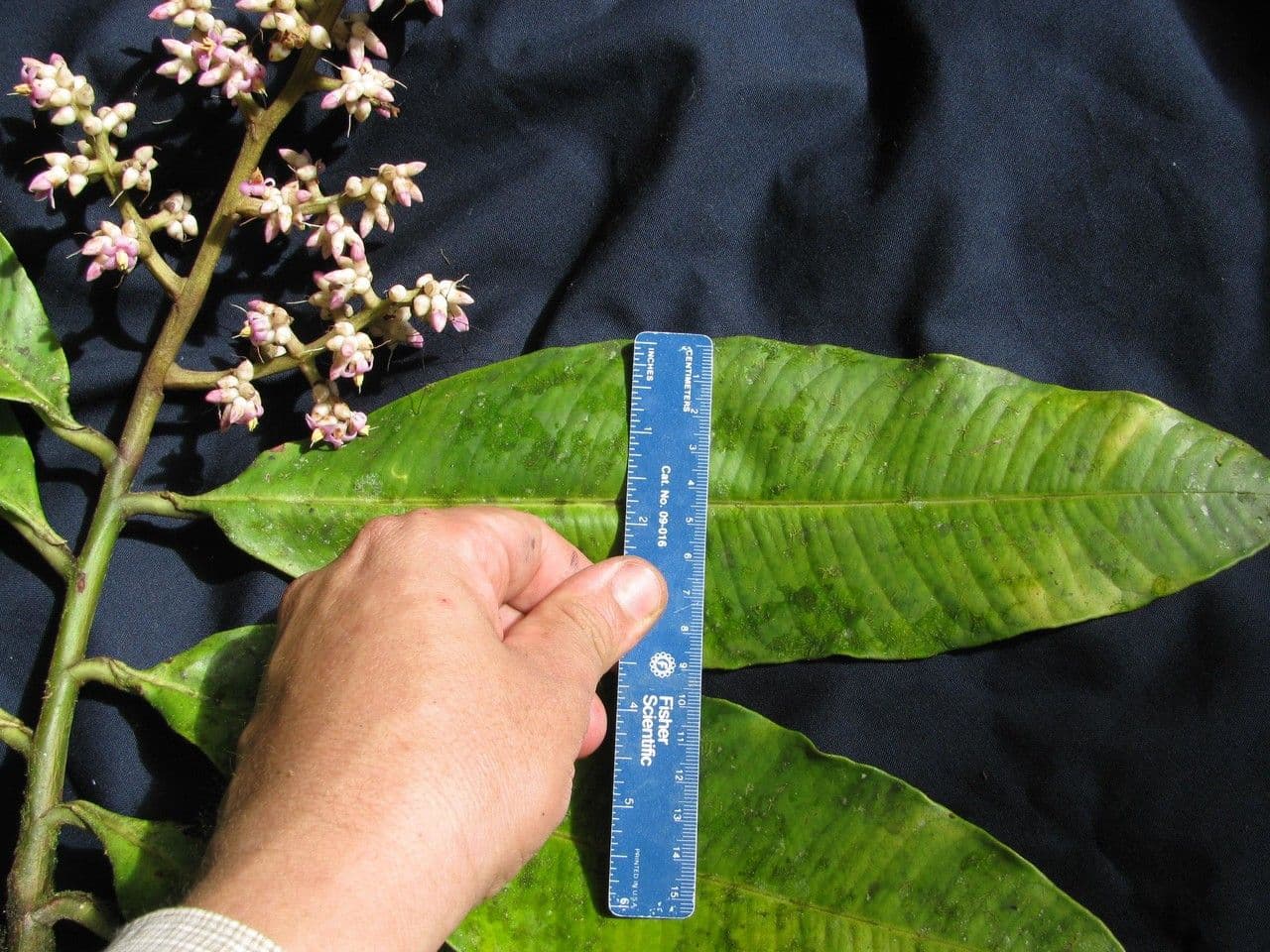Ardisia 5