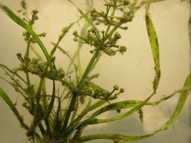 Alisma gramineo 8