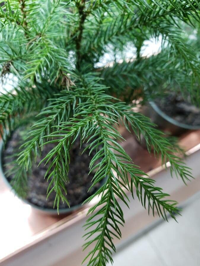 Criptomeria japonesa 16