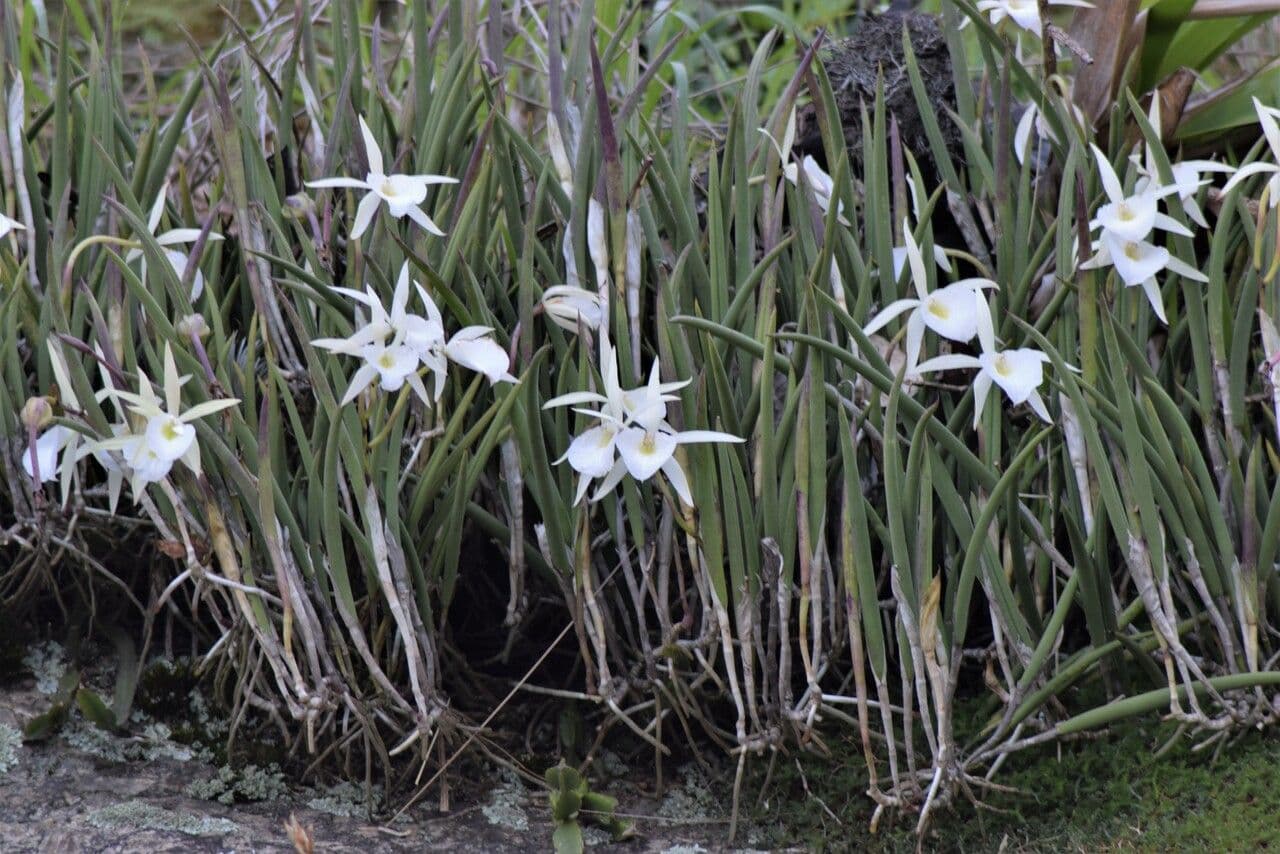 Brassavola 7