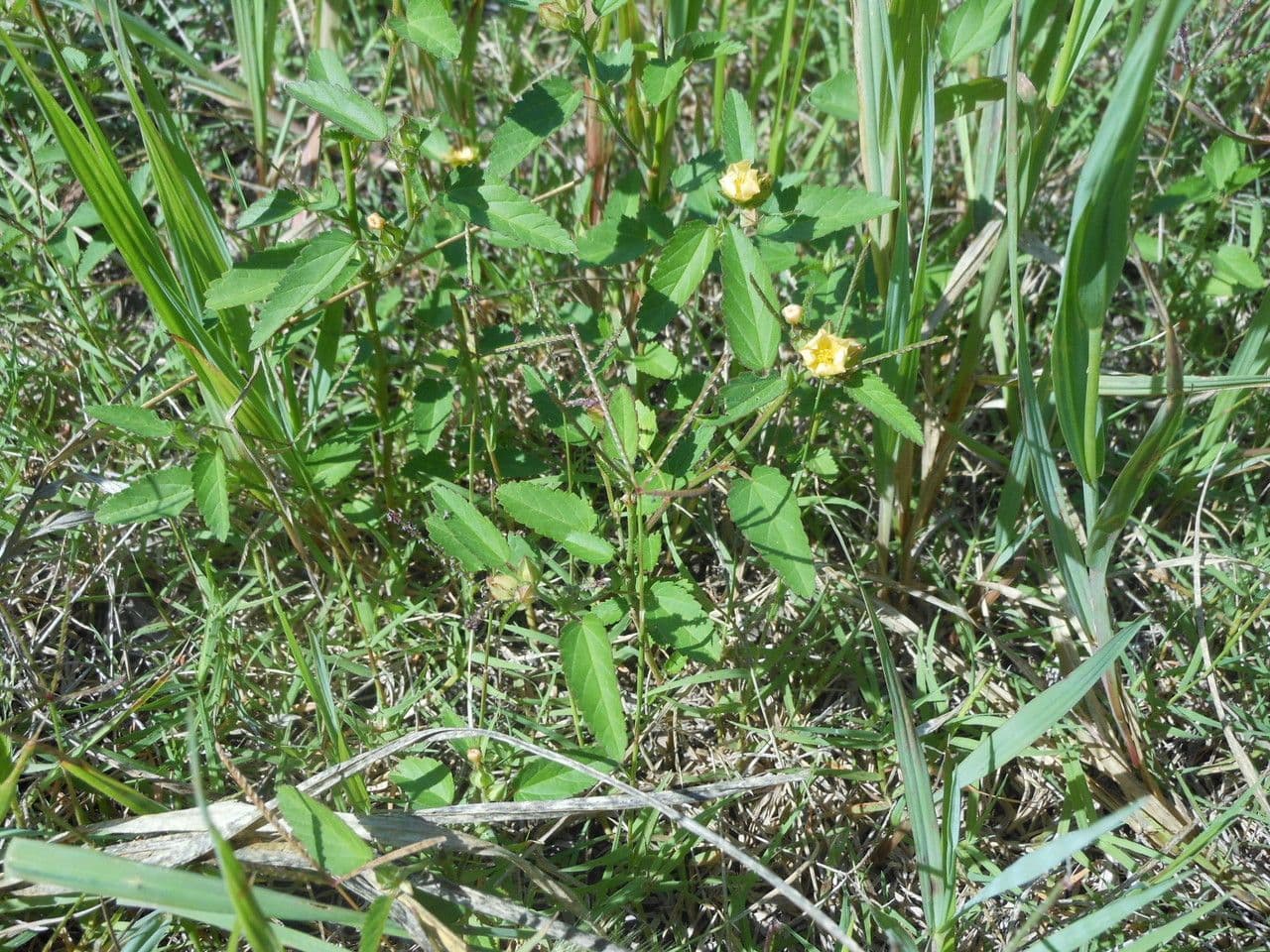 Sida spinosa 8