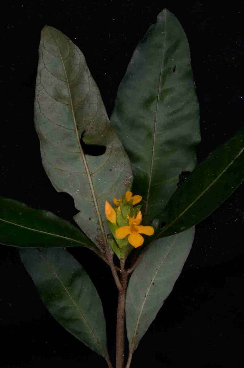 Aphelandra 8