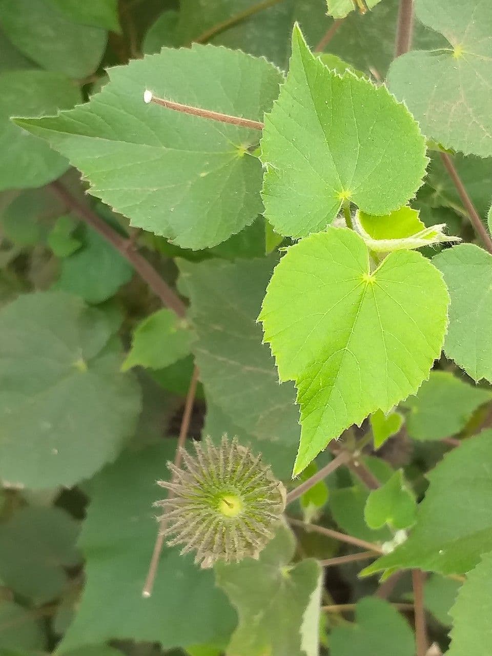 Abutilon 19