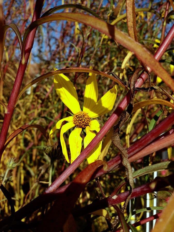 Girasole pauciflora 5