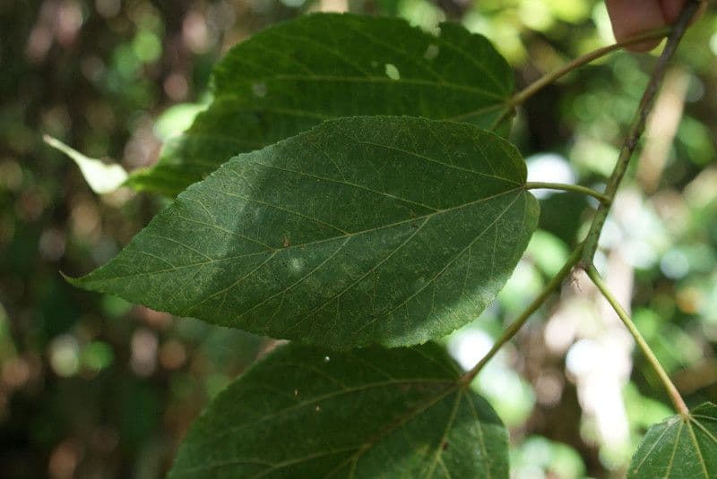 Dombeya 14