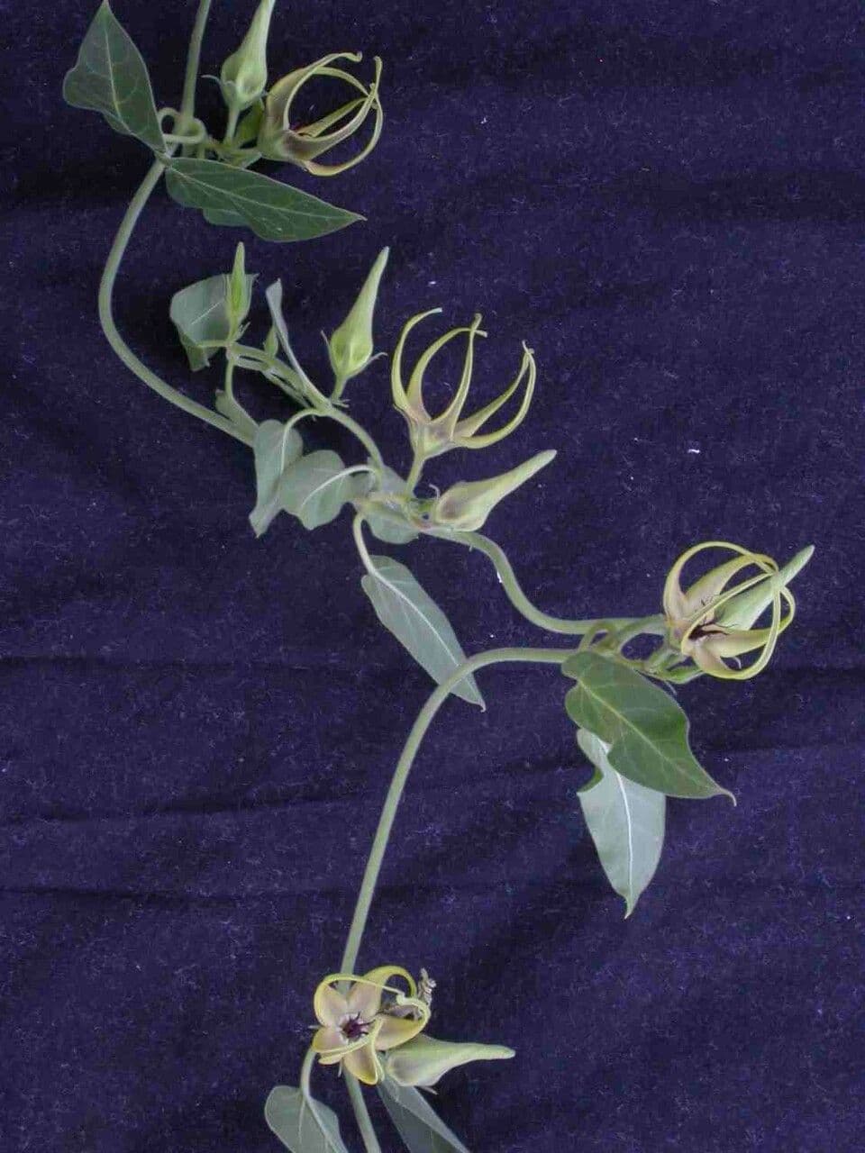 Oxypetalum 5