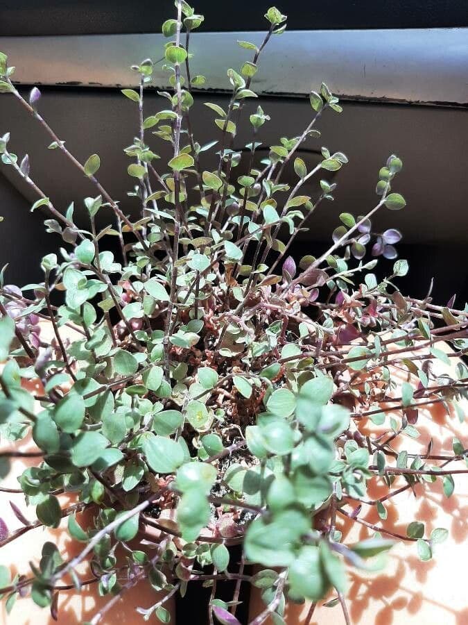 Muehlenbeckia complexa 25