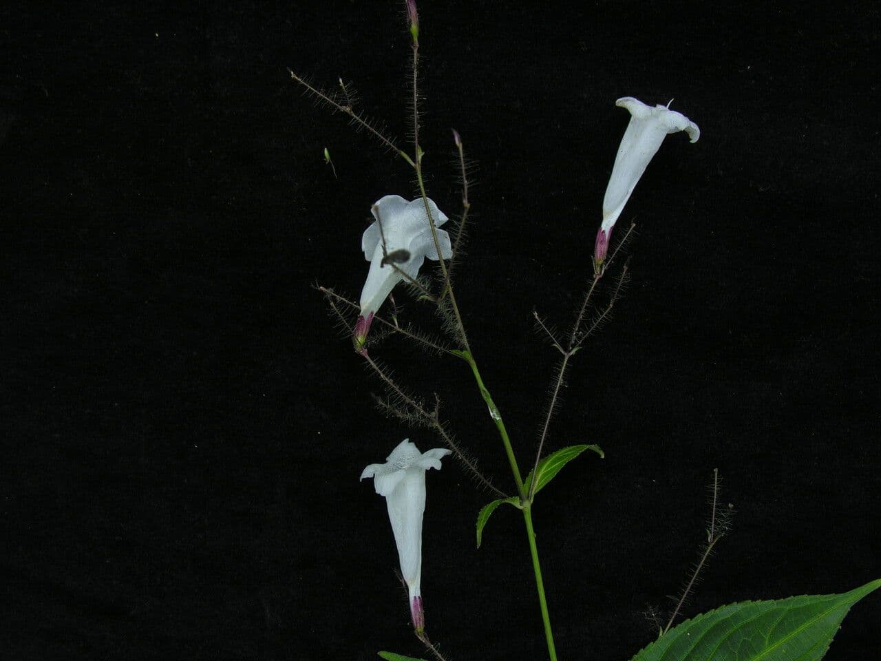 Strobilanthes 10