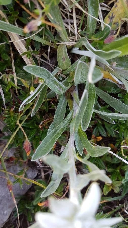 Plesnivec alpský 19