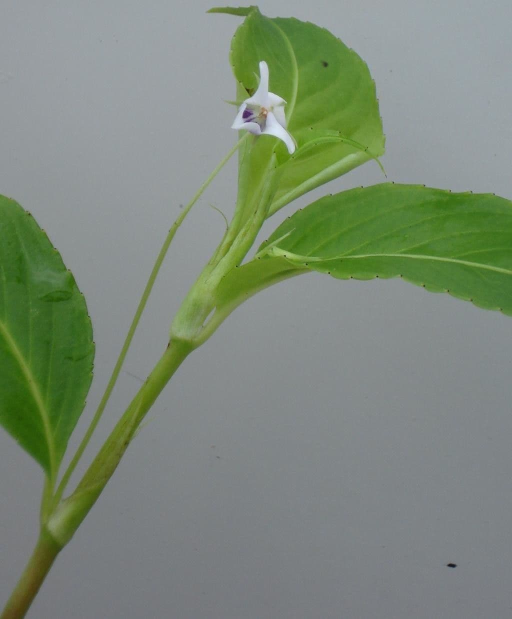 Viola stipularis 9